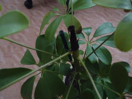 Schefflera beschneiden