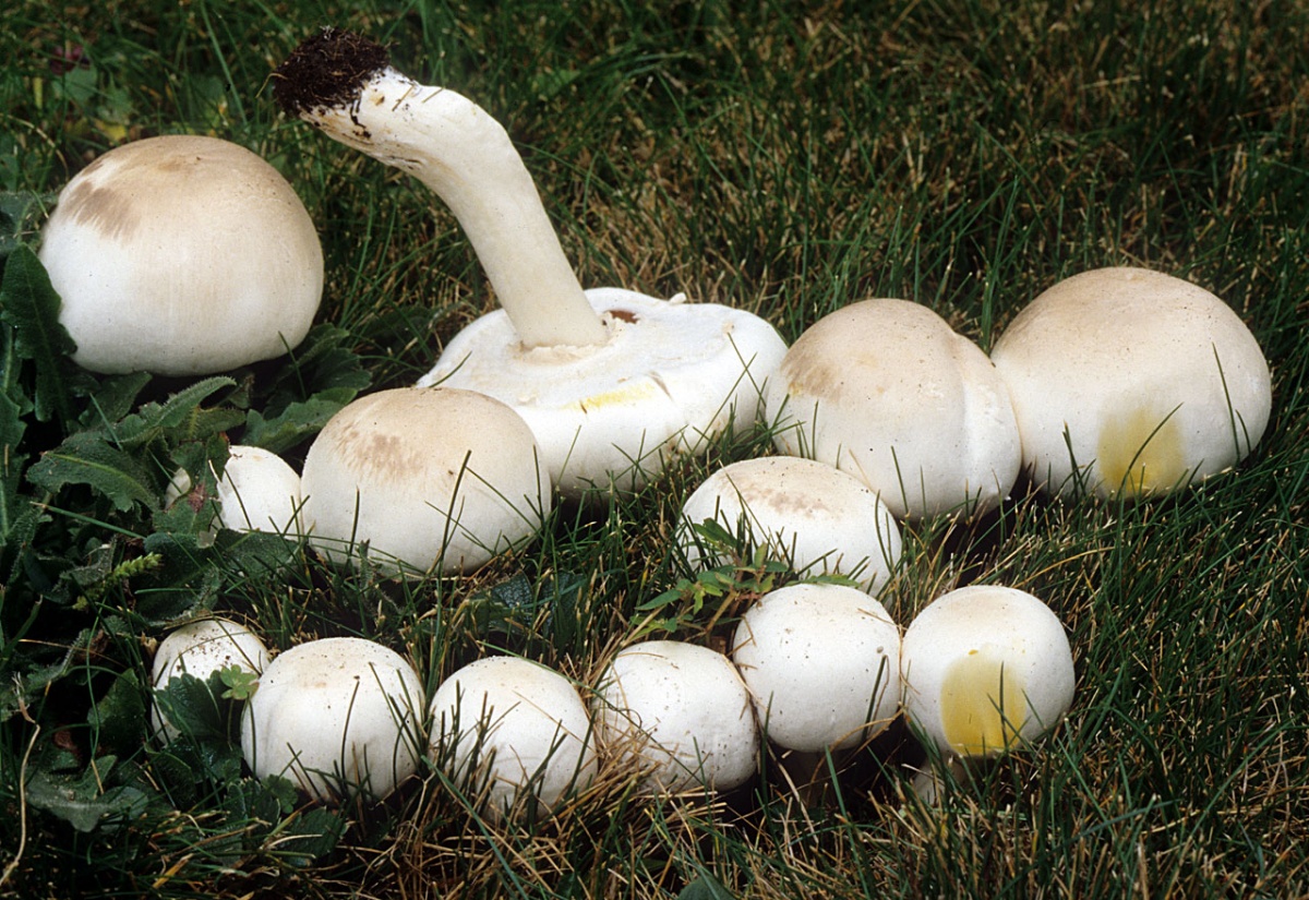 Champignon