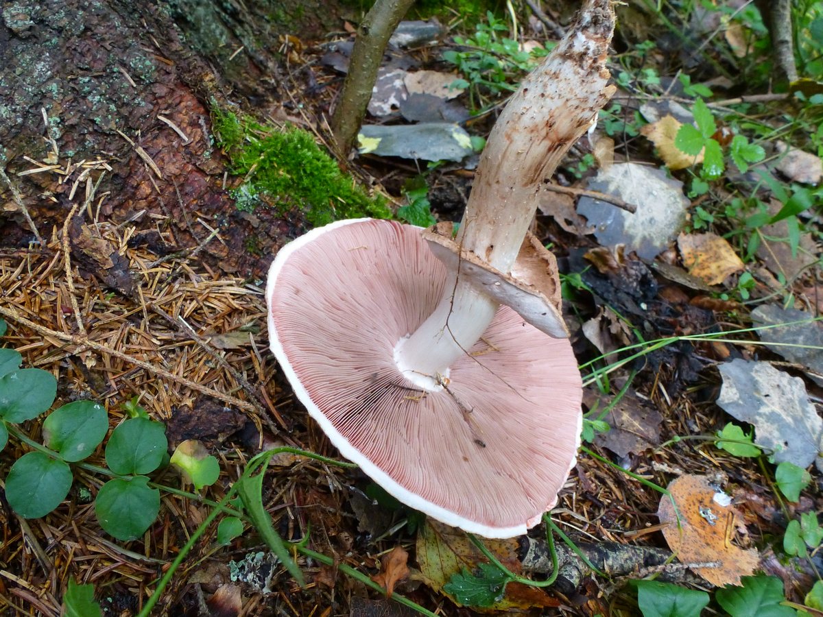Champignon forestier