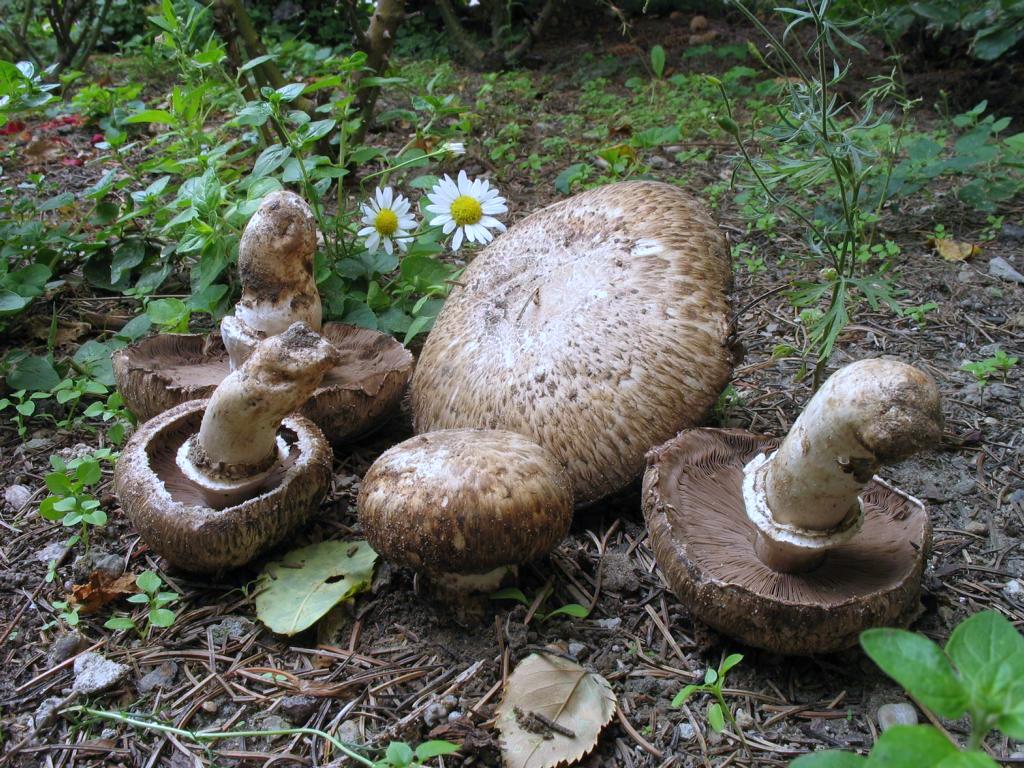 Champignon