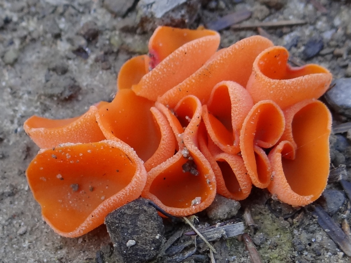 Orange Pezza
