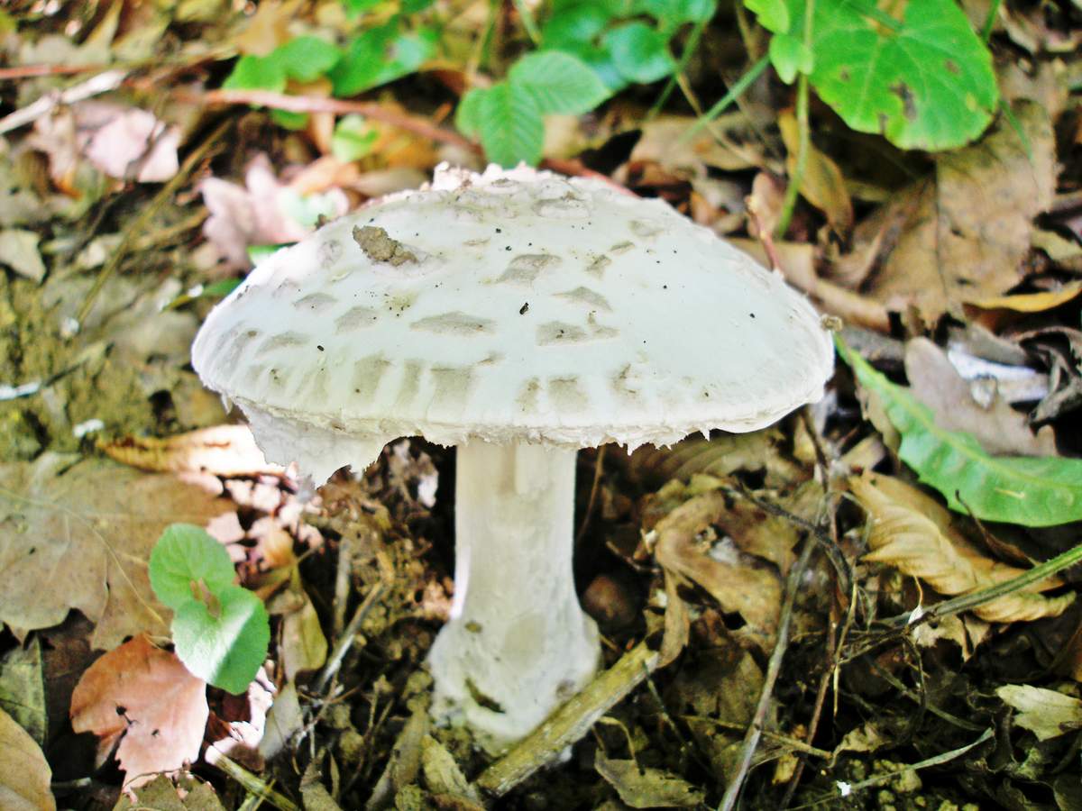 Amanite des mouches blanches