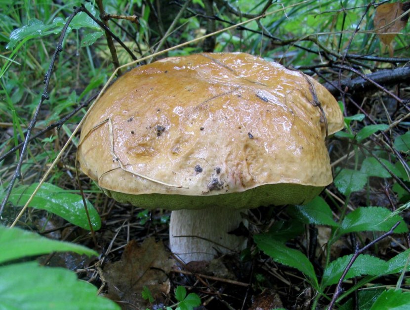 Weißer Champignon