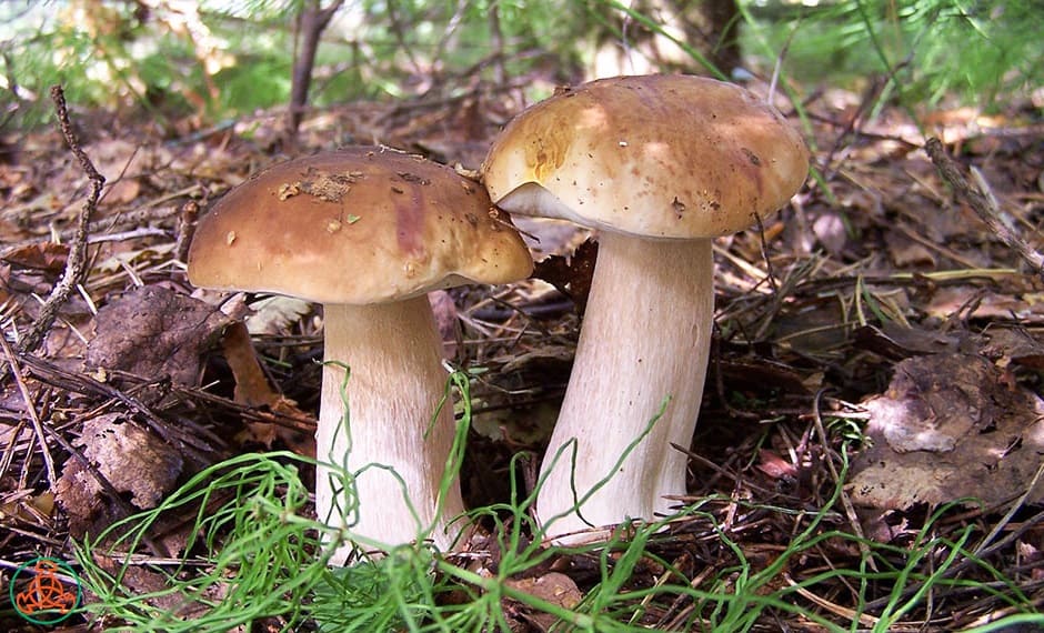 Weißer Champignon