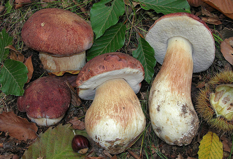 Kiefern-Steinpilz