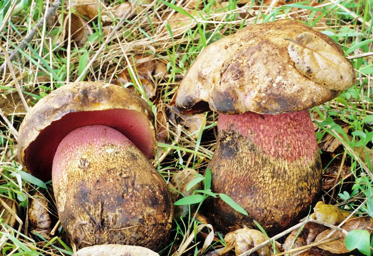 Magnifiques bolets