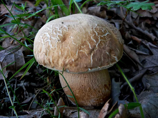 Weißer Champignon