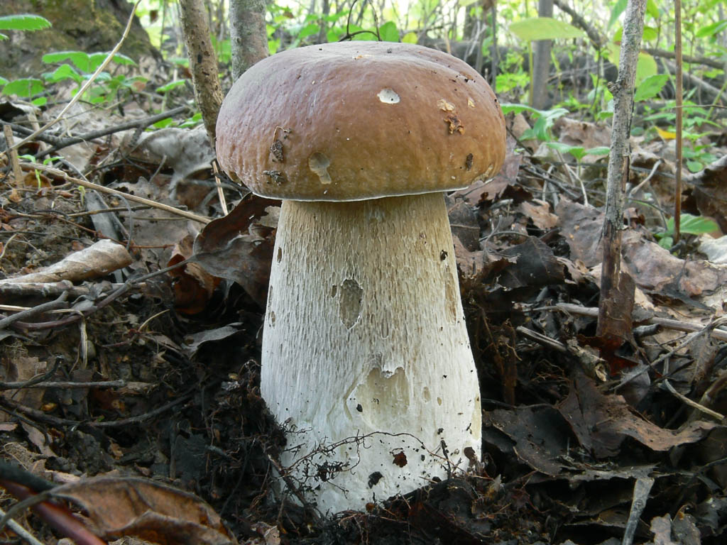 Weißer Champignon