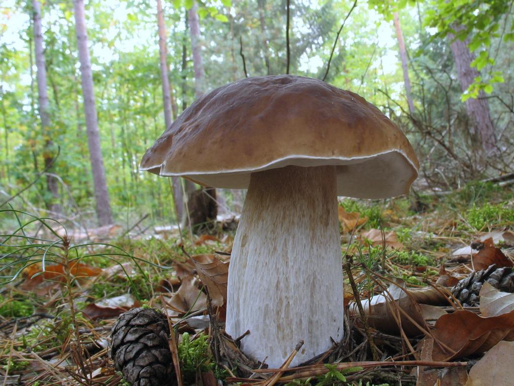 Weißer Champignon
