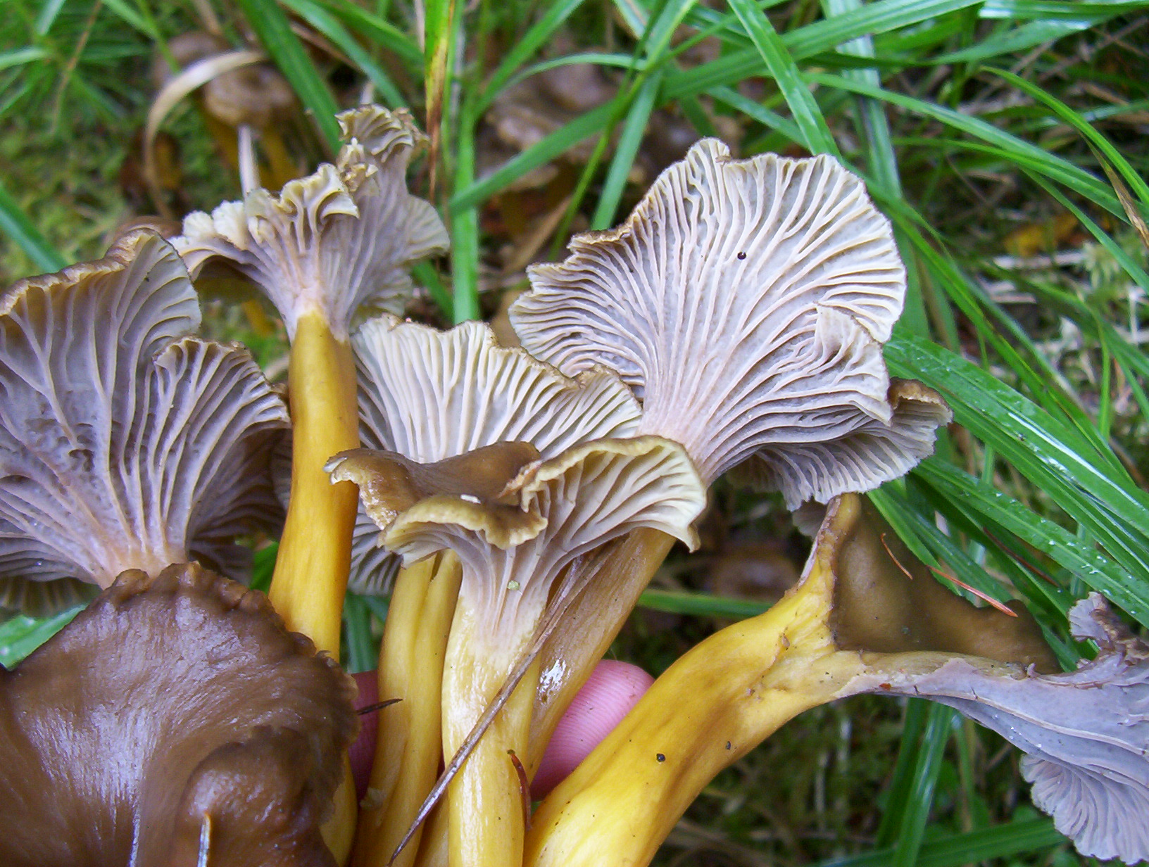 Trompetenpfifferling