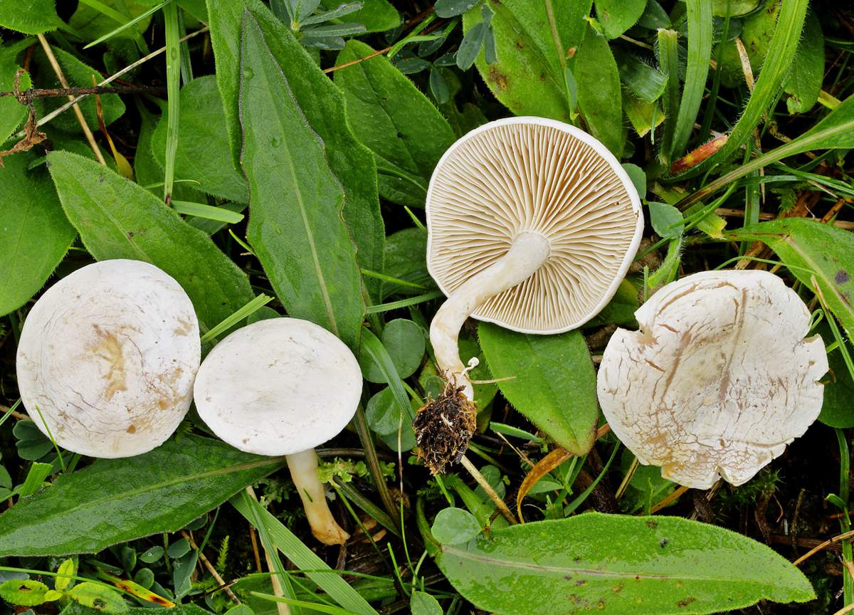 White Talker