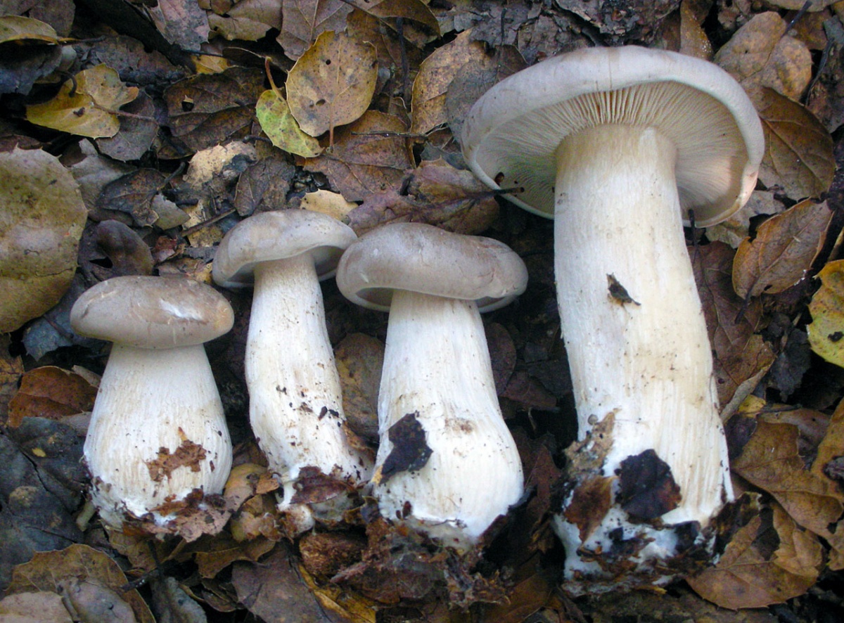 Grauer Sprecher