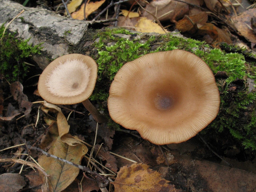 Kelchredner
