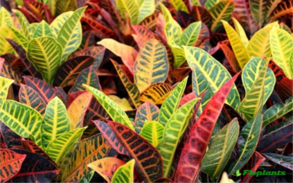 Codiaeum