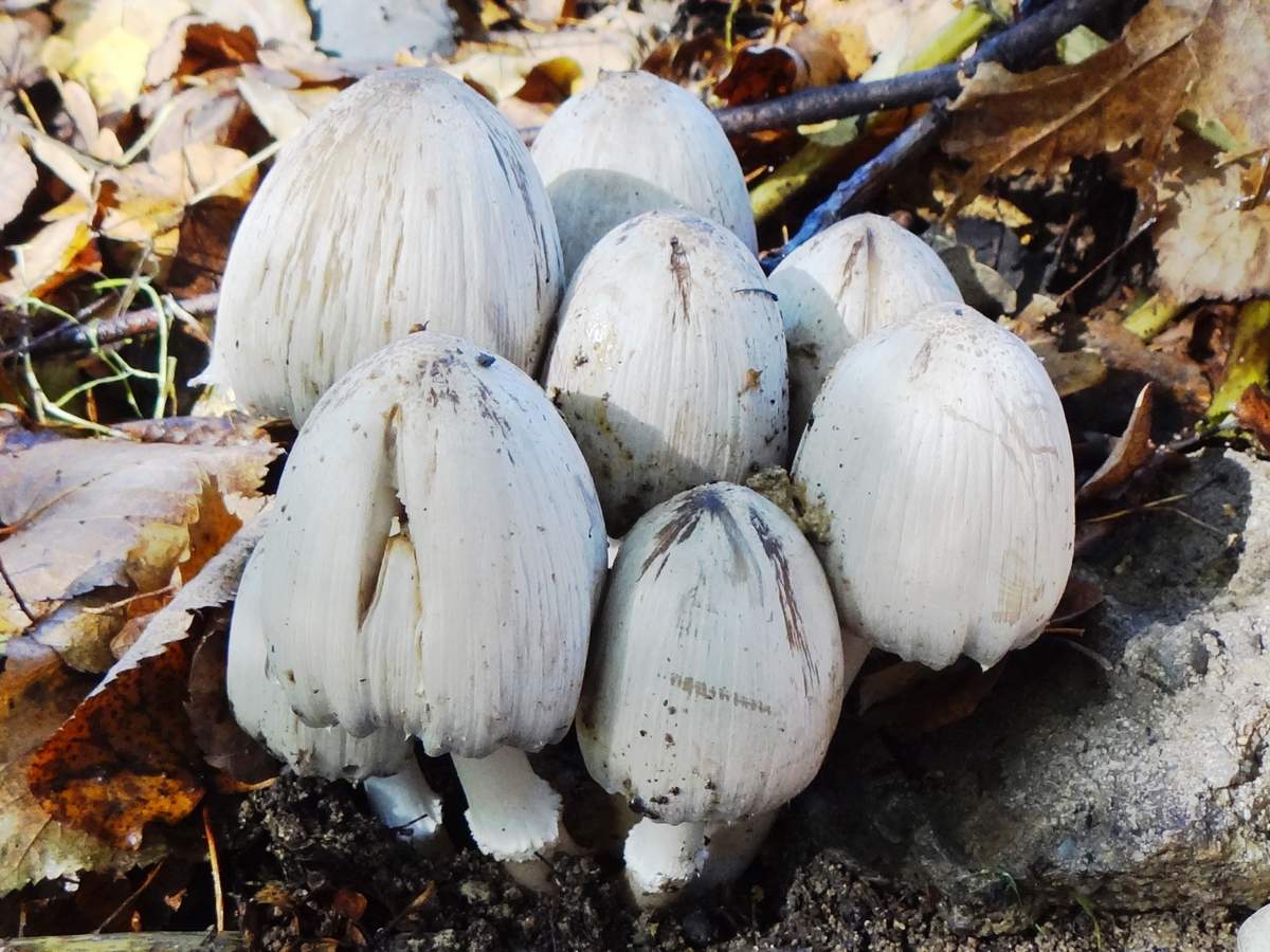 Grauer Mistkäfer