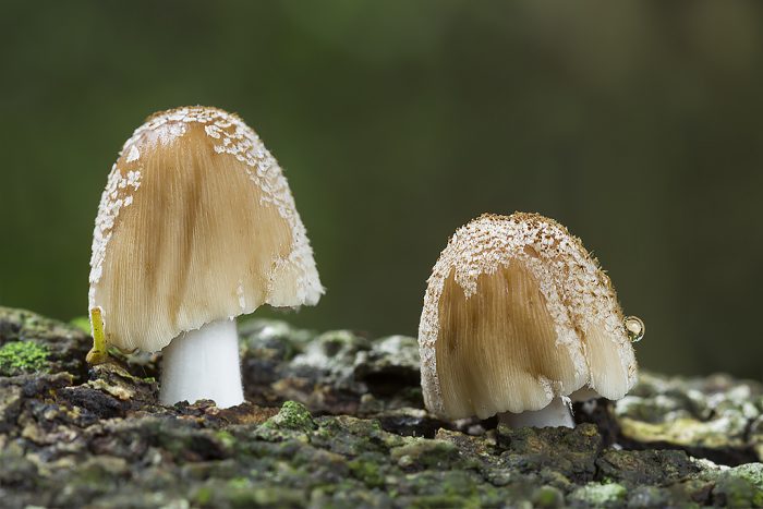 Mistkäferpilz