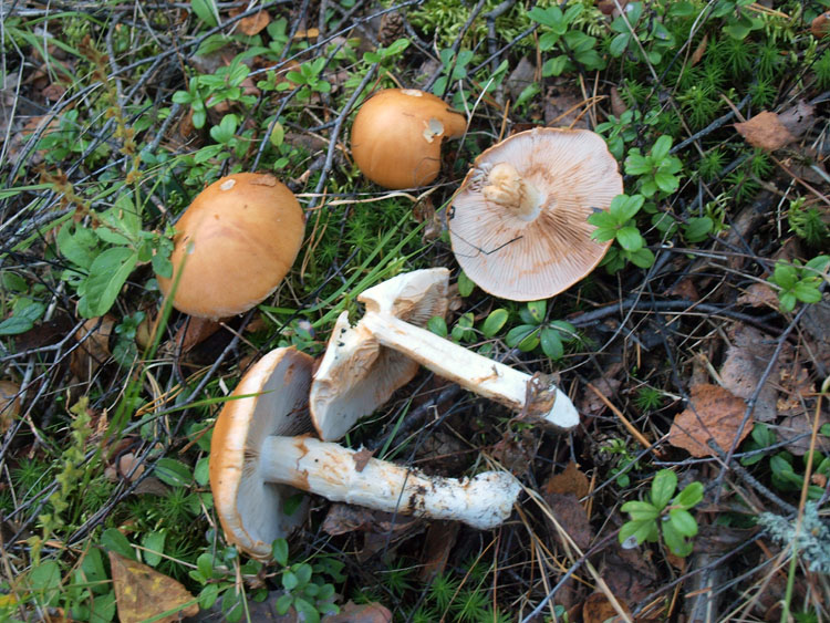 Cortinaria ochracea