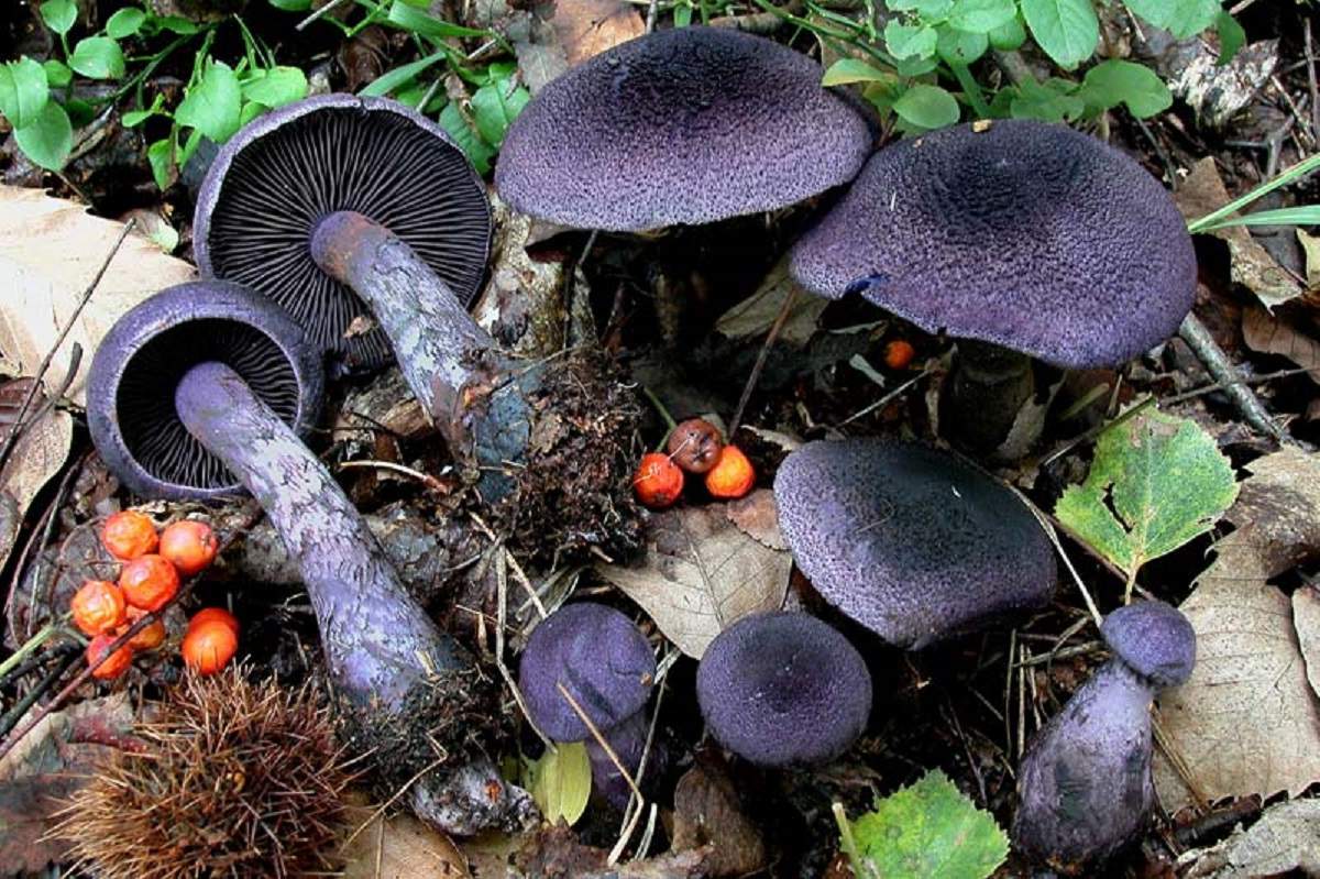Cortinaria pourpre