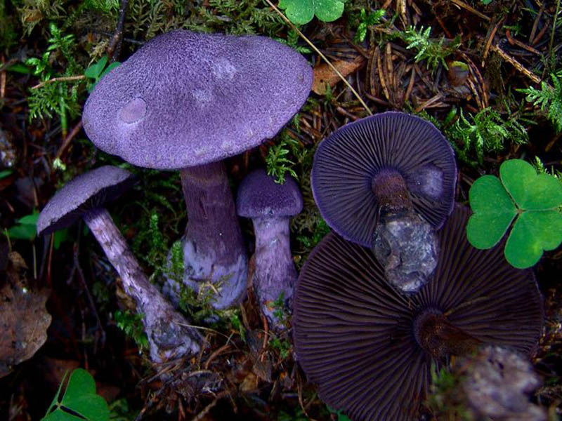 Cortinaria pourpre