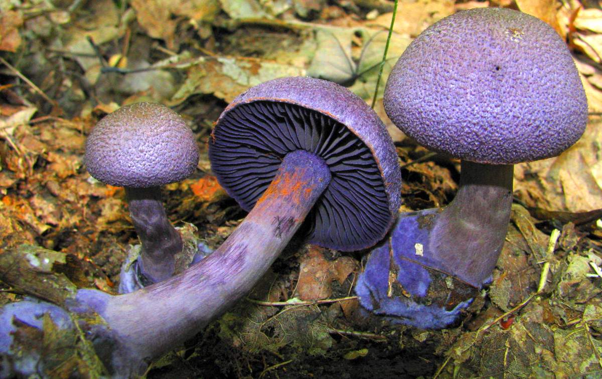Cortinaria pourpre