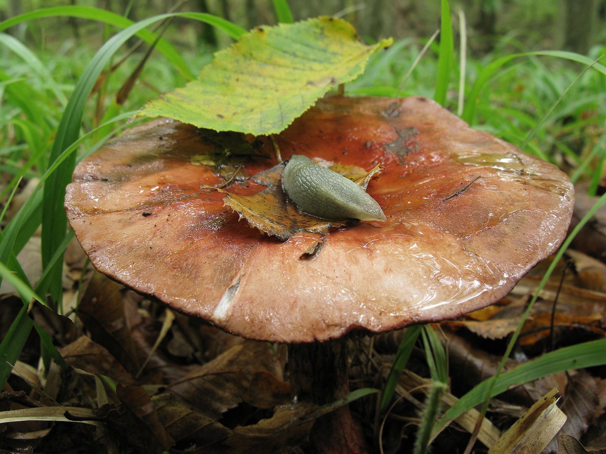 Agaric