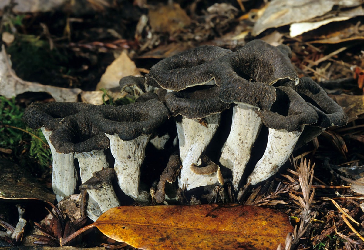 Nützliche Eigenschaften der schwarzen Pfifferlinge