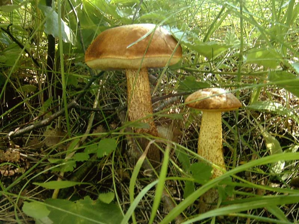 Funghi porcini