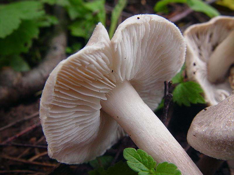 Agaric