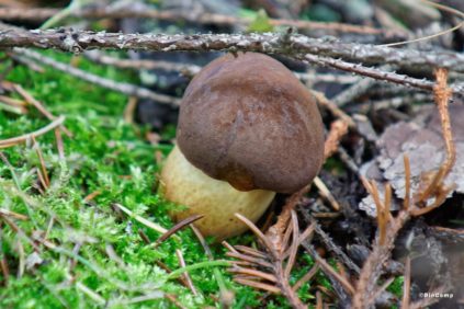 Champignon