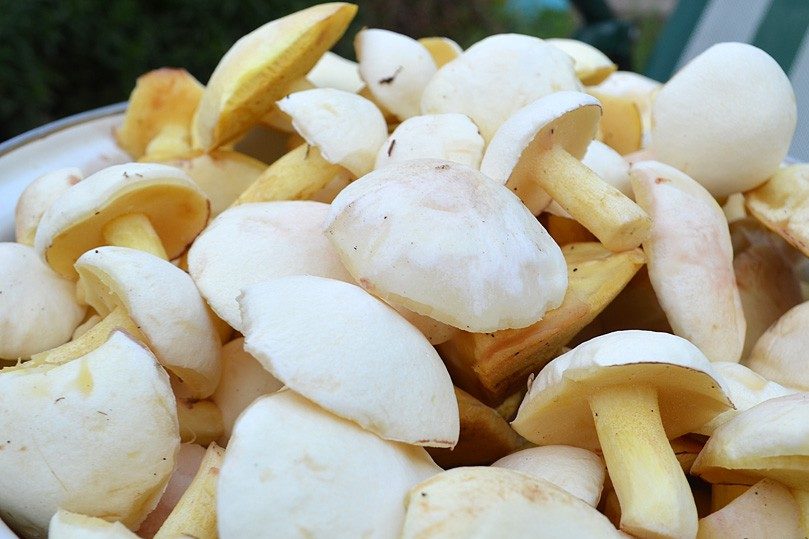 Butterpilze reinigen