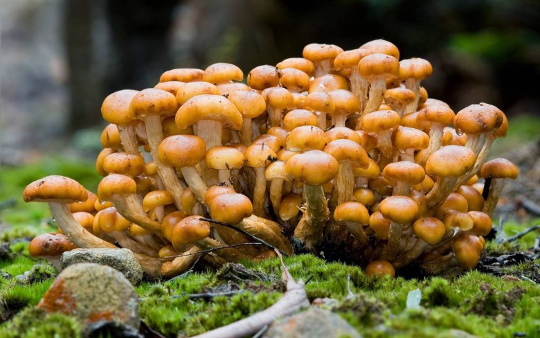 Funghi