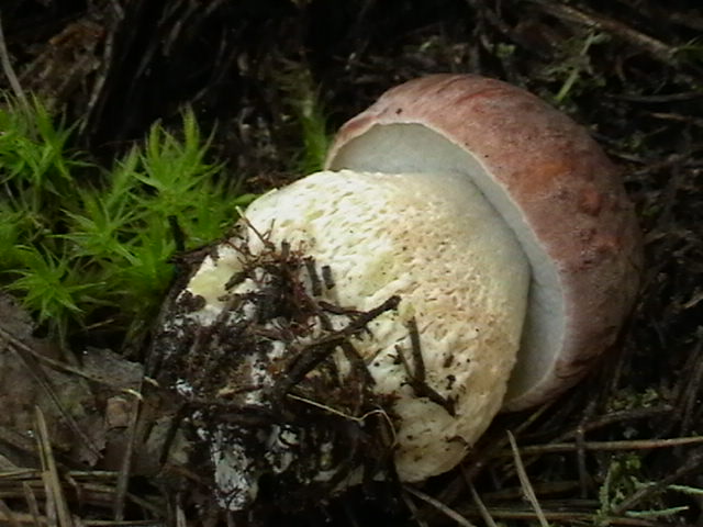 Wurmpilze