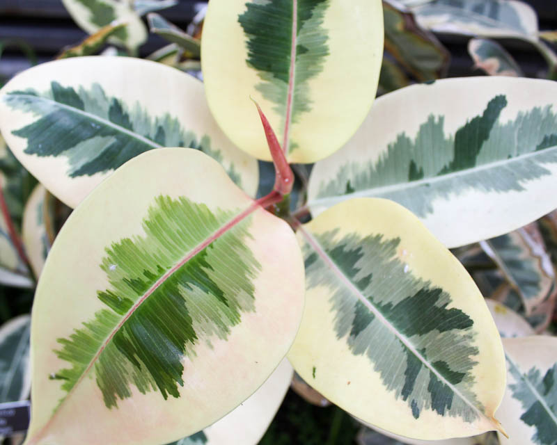 Ficus