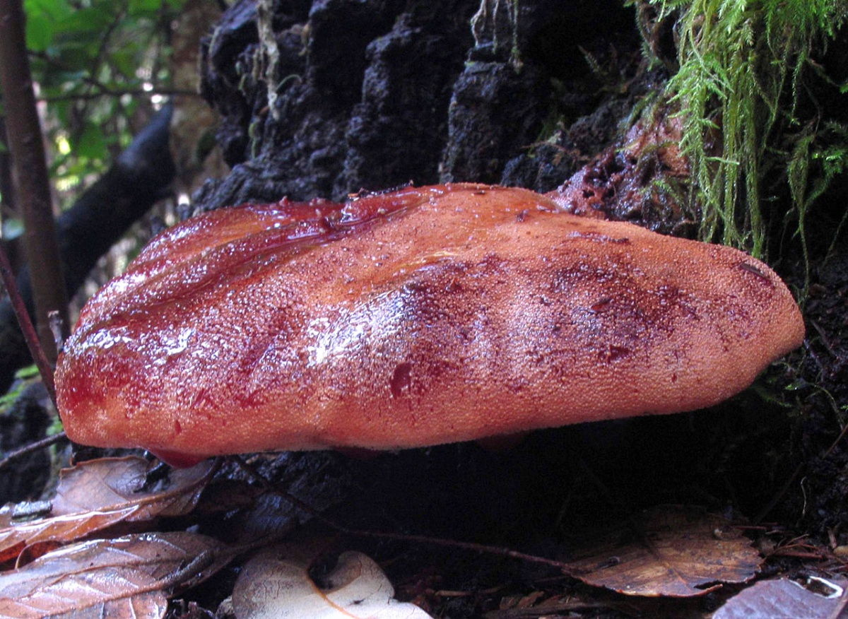 Champignons du foie