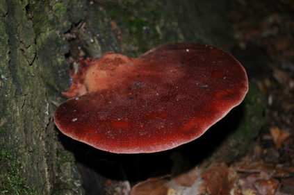 Champignons du foie