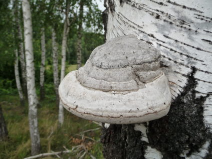 Champignon