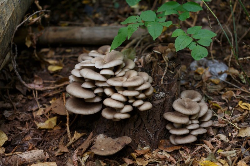 Austernpilz
