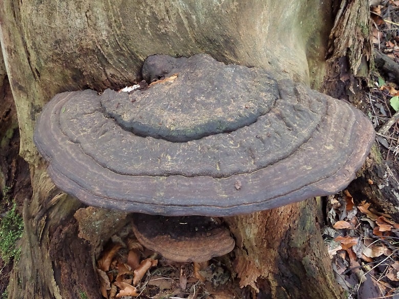 Ganoderma australis