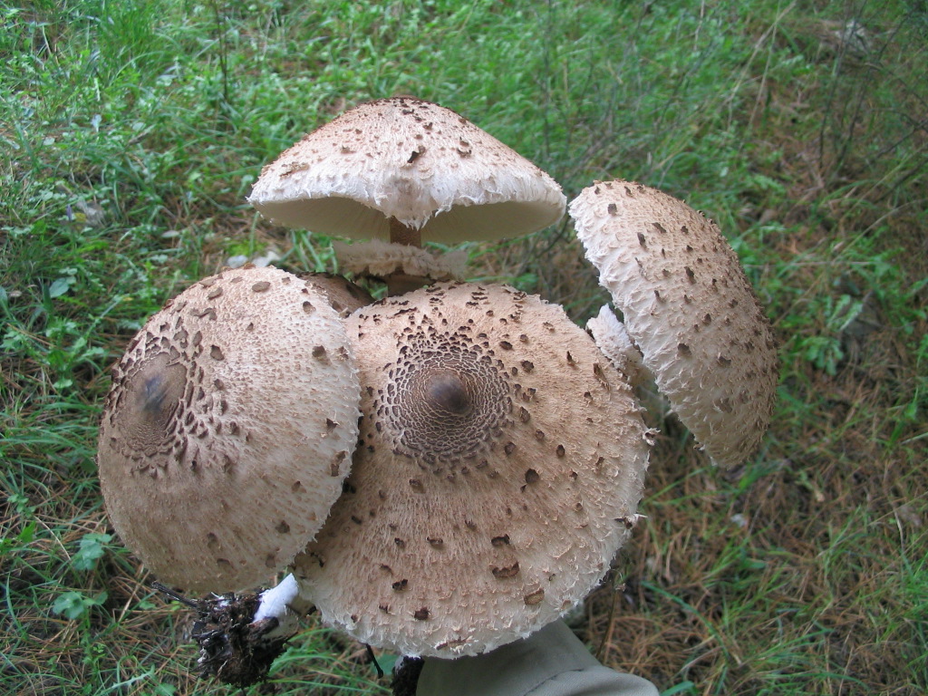Pilz