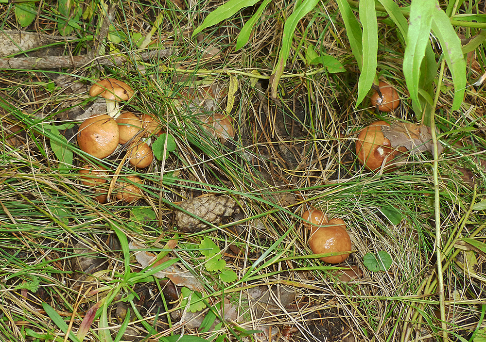 Pilze