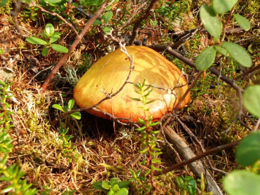 Champignons