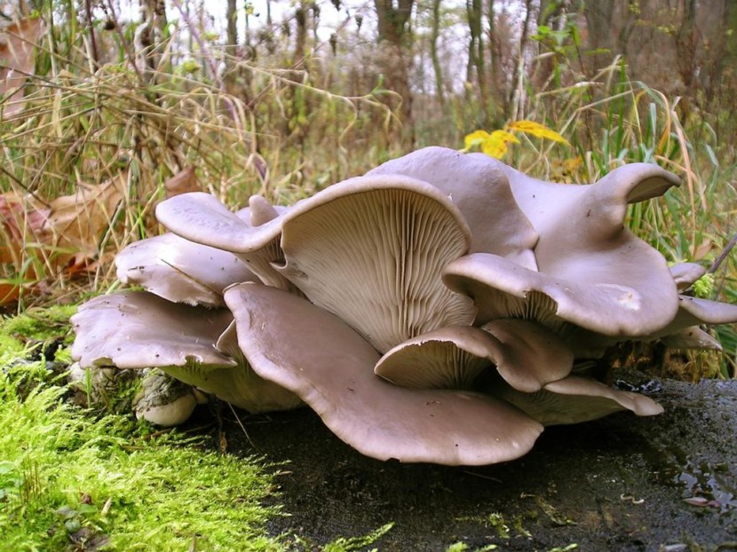 Funghi ostrica