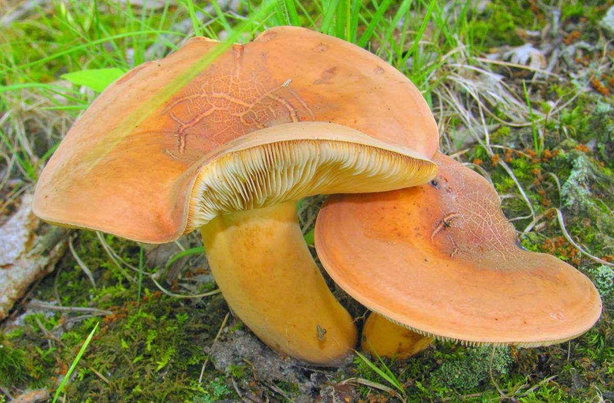 Rotbrauner Milchpilz