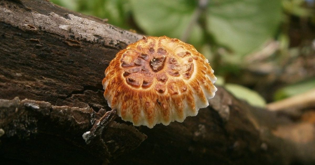 Гъби