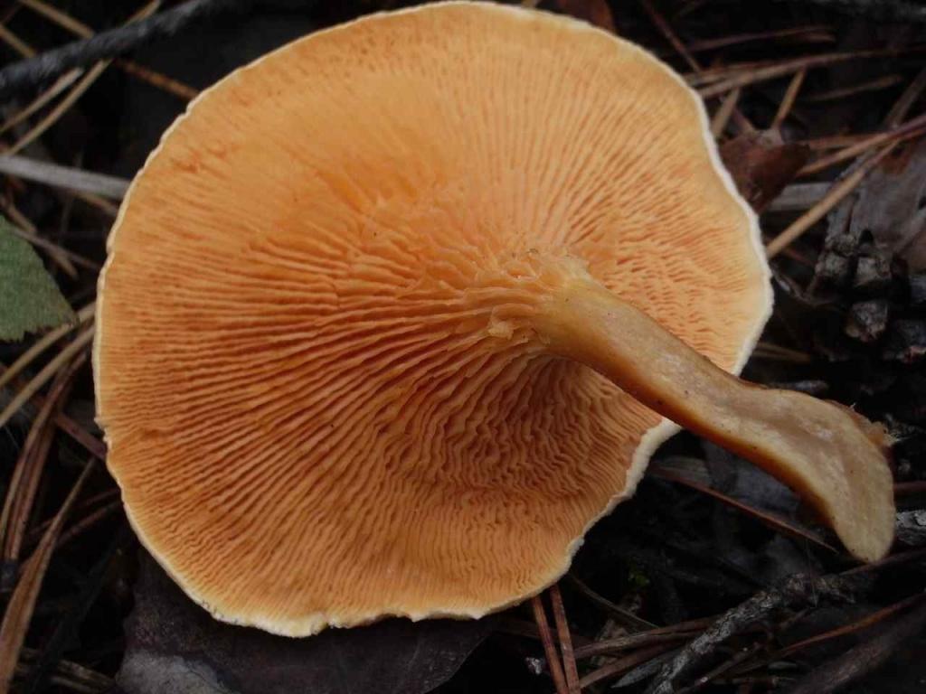 Oranger Schwätzer