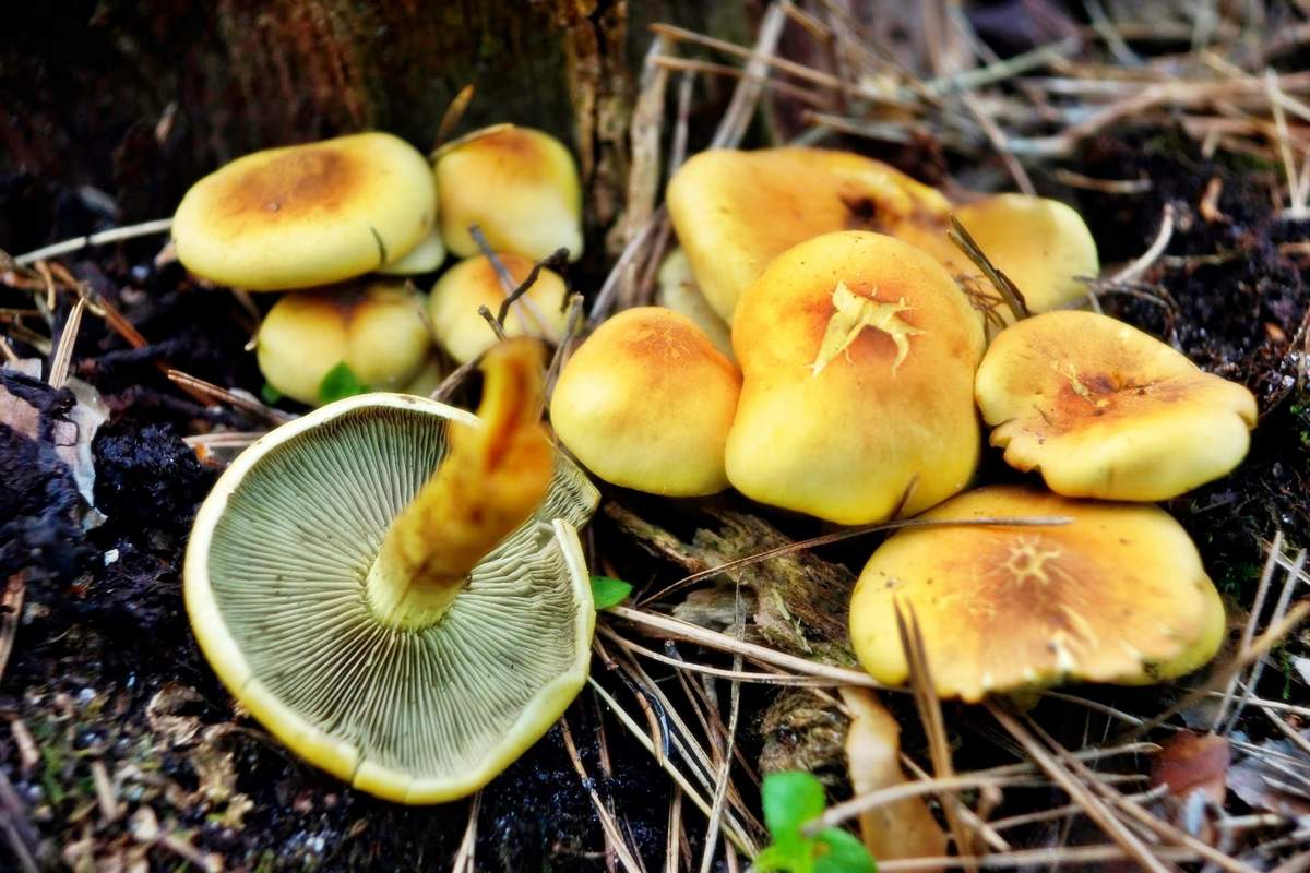 Faux miel de soufre jaune