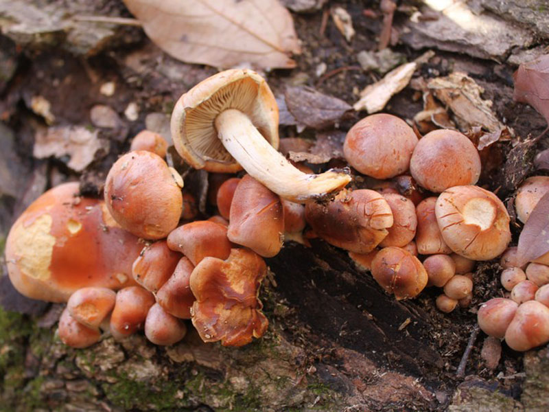 Ziegelroter falscher Hallimasch