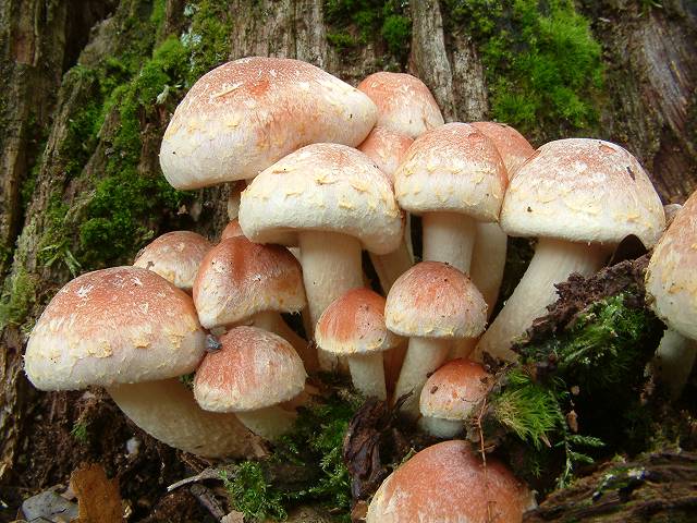 faux champignon miel rouge brique