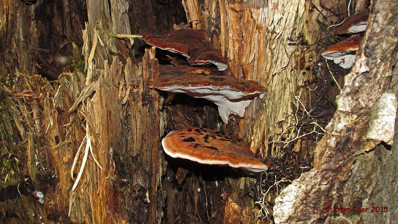Ischnoderma harzig