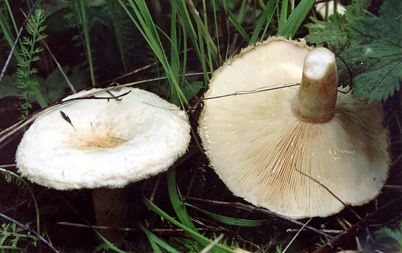 Papillon blanc